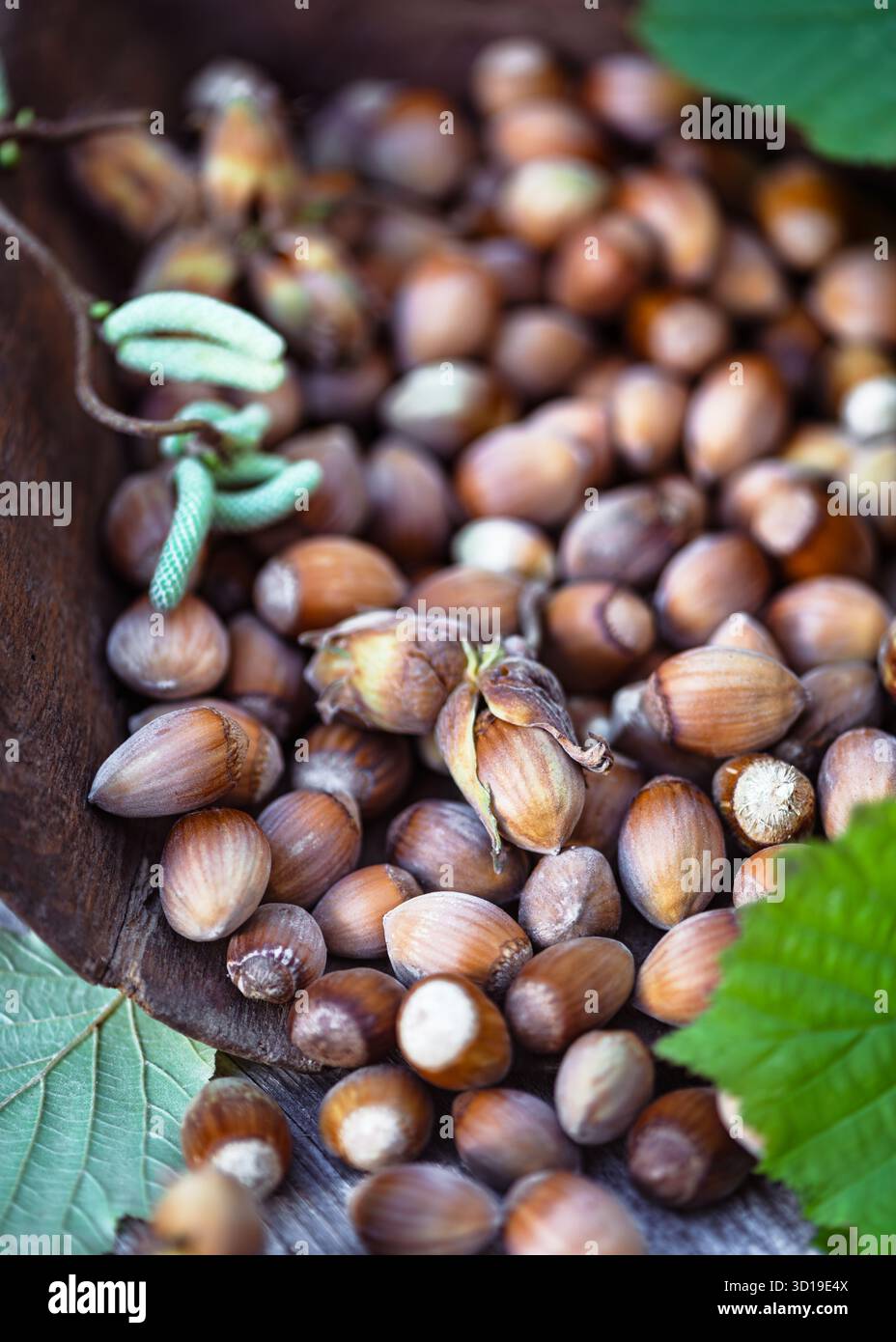 Le nocciole nei gusci sono disposte in una ciotola di legno con foglie verdi. Perfetto scenario di raccolta autunnale per cibi naturali e uno stile di vita ecologico Foto Stock