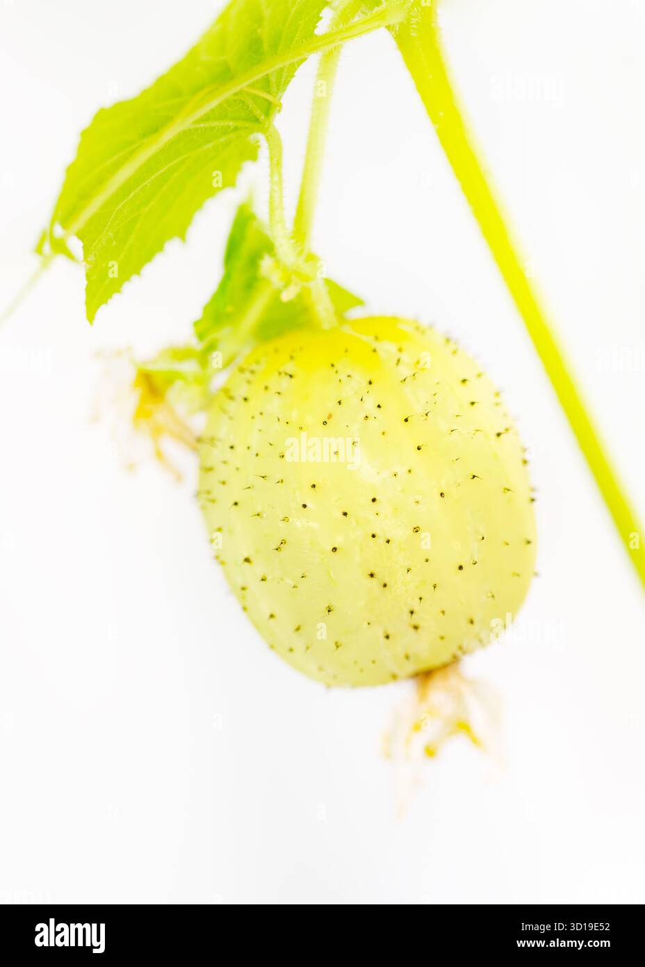 Piccolo cetriolo di limone spinoso (Cucumis sativus) appeso su una vite verde su uno sfondo bianco brillante. Raccolto da giardino, e cibo sano naturale Foto Stock