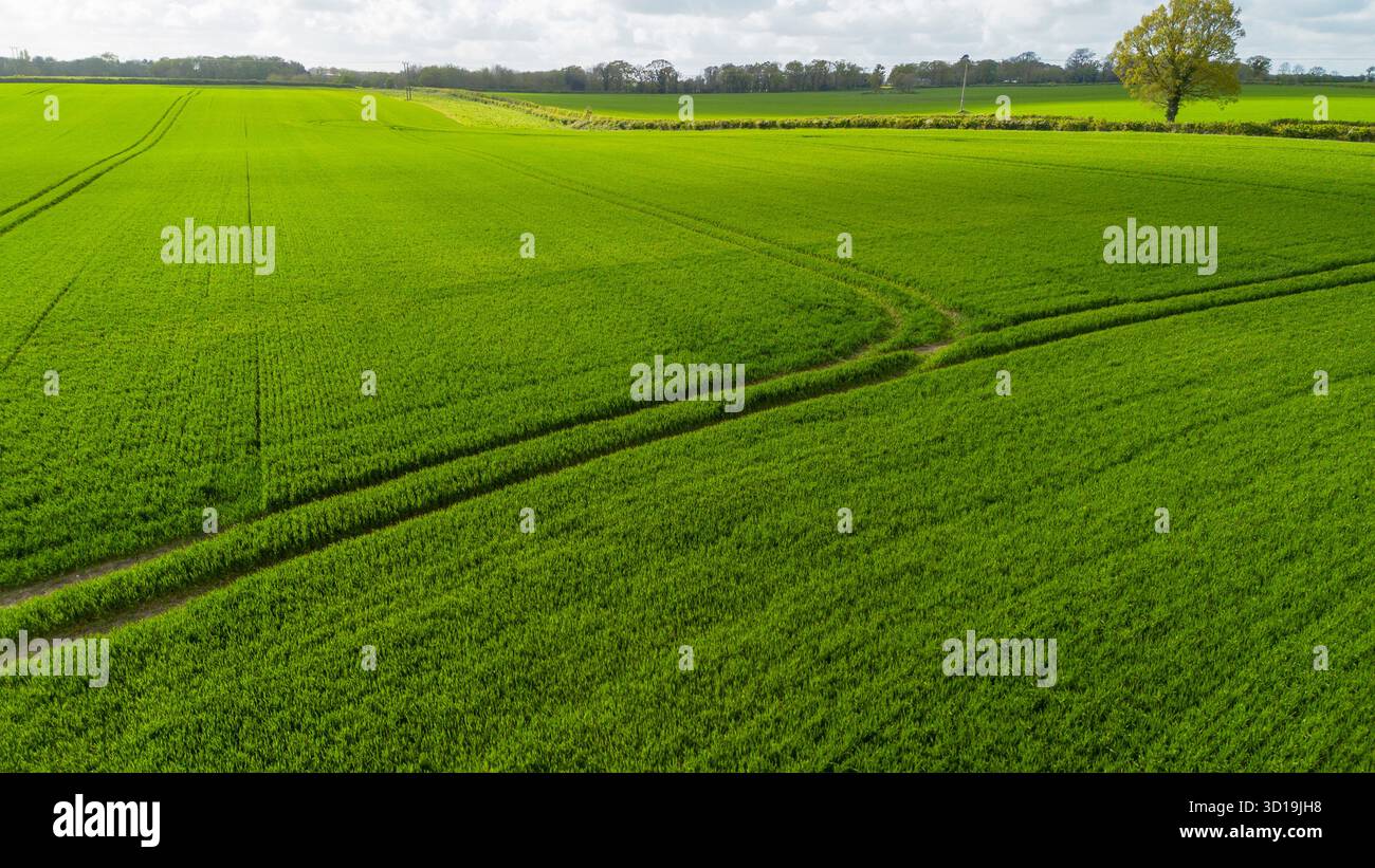 Fotografia con drone di terreni coltivabili verdi vicino a Whitwell e Reepham nel Norfolk settentrionale, Inghilterra, che mostra alberi solitari e siepi. Foto Stock
