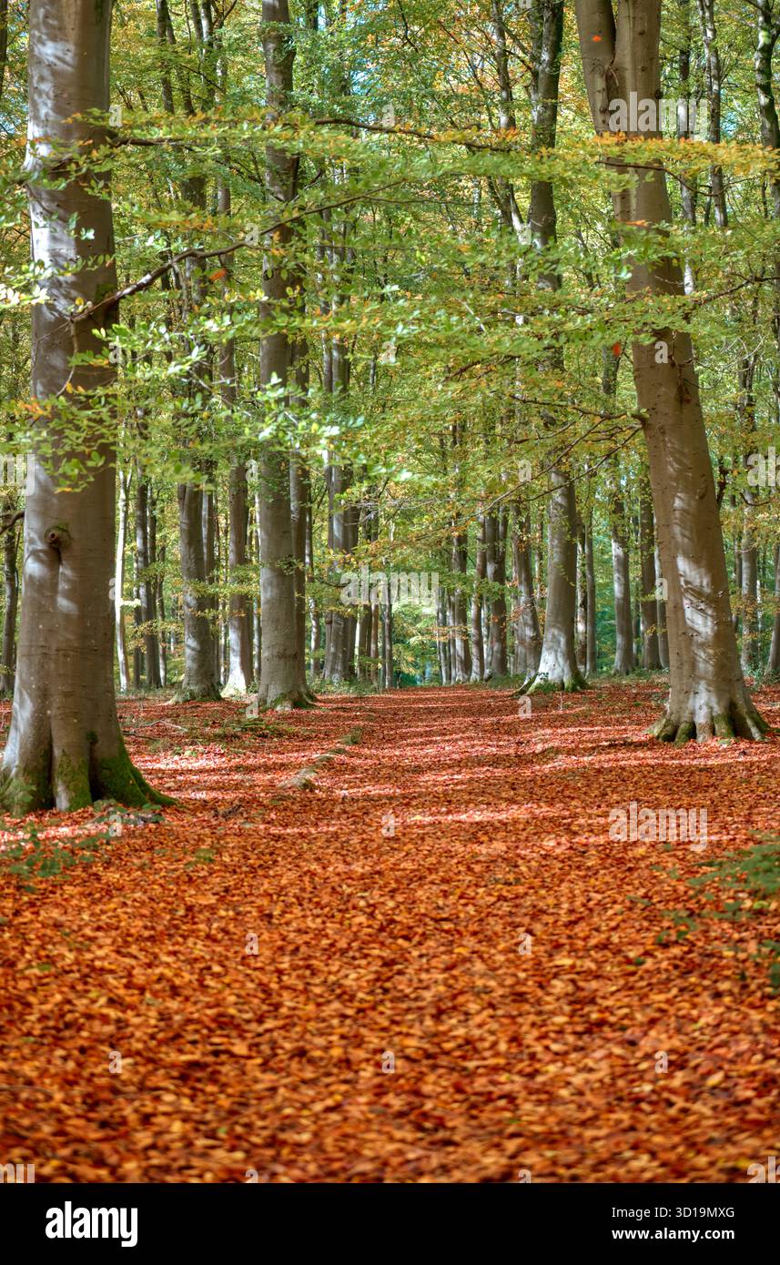 Foglie dorate che coprono il pavimento, autunno a Blackwood Forest, Hampshire, Regno Unito Foto Stock