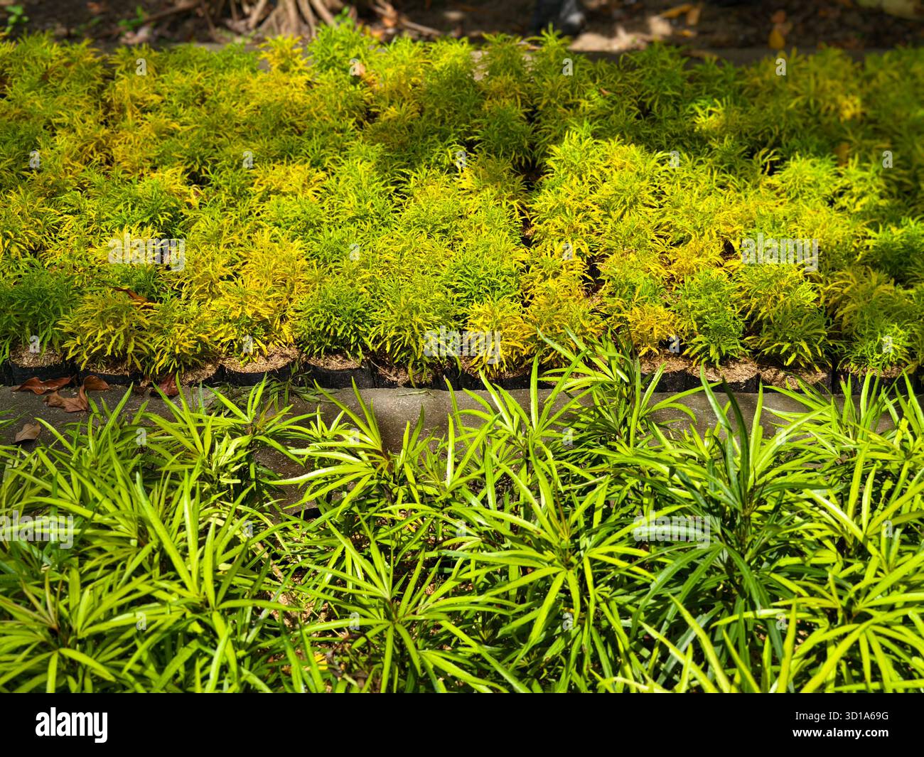 File di piante ornamentali, vale a dire Golden false aralia o Yellow broccoli e Ararea o Miagos Bush Foto Stock