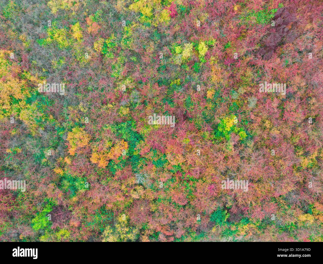 Tutti i colori dell'autunno. Foto Stock