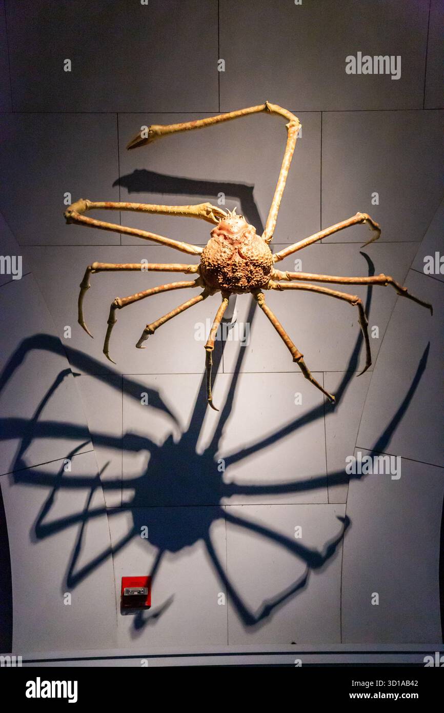 Granchio ragno su una parete dell'American Museum of Natural History di New York, con la sua ombra gettata dall'illuminazione Foto Stock
