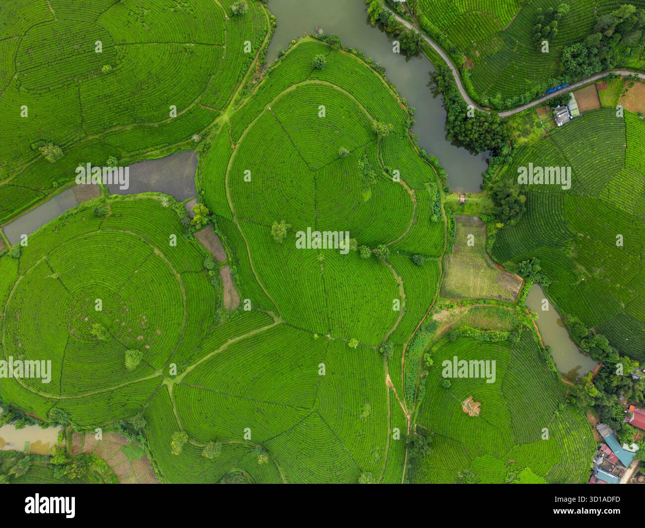 Vista aerea delle vivaci piantagioni di tè verde intersecate da serpeggianti corsi d'acqua che creano uno splendido arazzo di agricoltura e natura, Long coc, Phú Thọ, Vietnam. Foto Stock