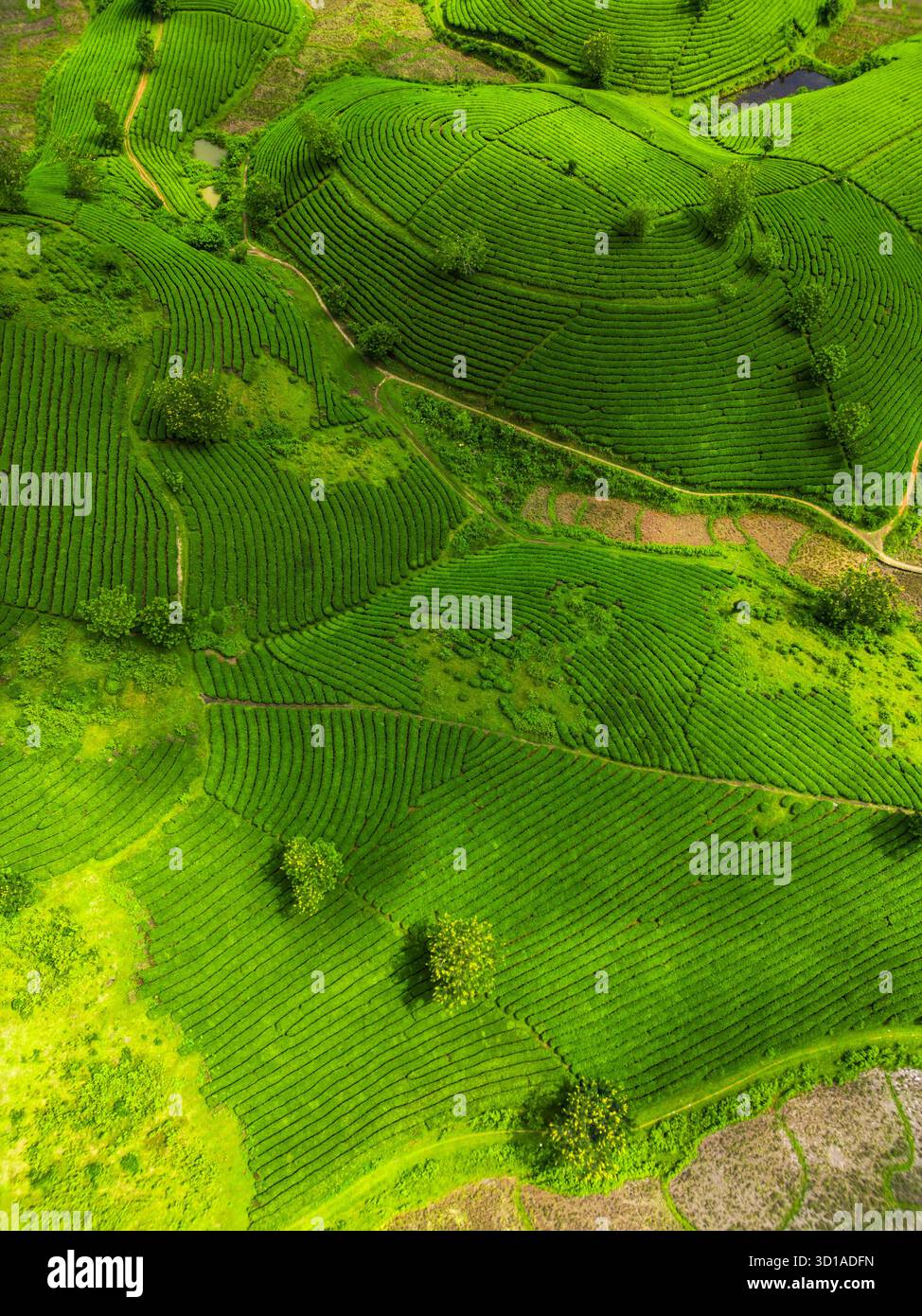 La vista aerea delle vivaci piantagioni di tè verde crea un arazzo testurizzato attraverso il paesaggio, Long Coc, Phú Thọ, Vietnam. Foto Stock