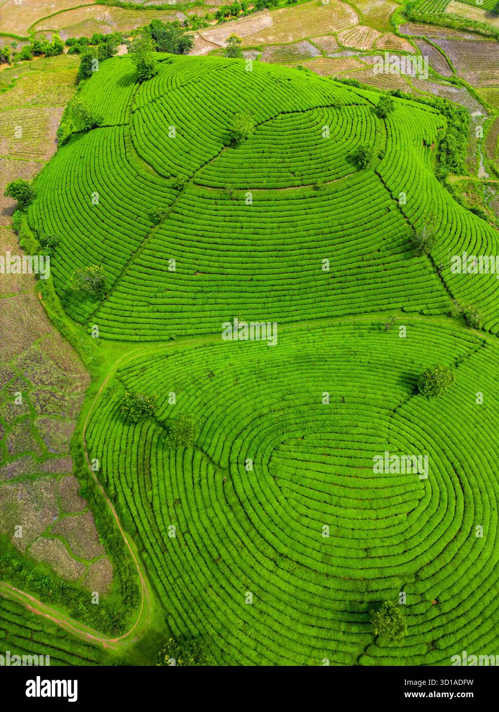 Vista aerea delle vivaci piantagioni di tè verdi che si infrangono lungo le dolci colline, un ipnotico arazzo dell'arte della natura, Long Coc, Phú Thọ, vie Foto Stock