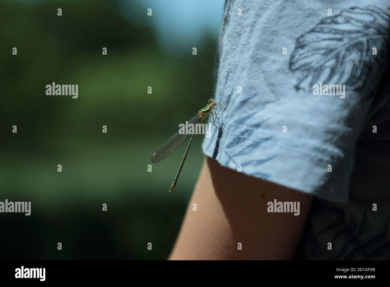 Una libellula verde che poggia sulla spalla di un bambino all'aperto Foto Stock