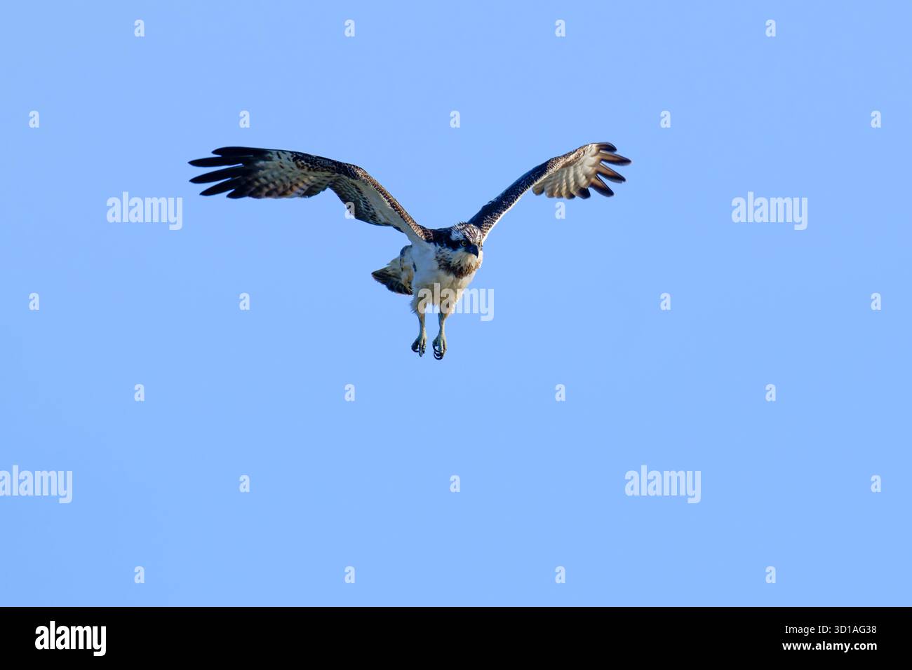 Giovanile Osprey - Pandion haliaetus Hvers. Foto Stock