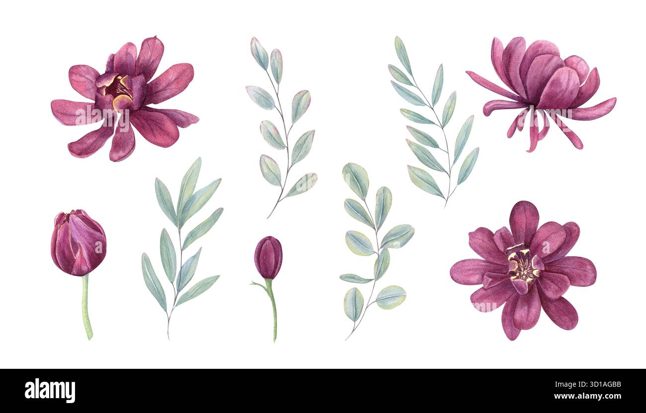 Acquerello Carolina teste di fiori di allspezia, gemme e rami di eucalipto clip art illustrazioni su sfondo isolato. Fioritura di piante tropicali, fogliame Foto Stock