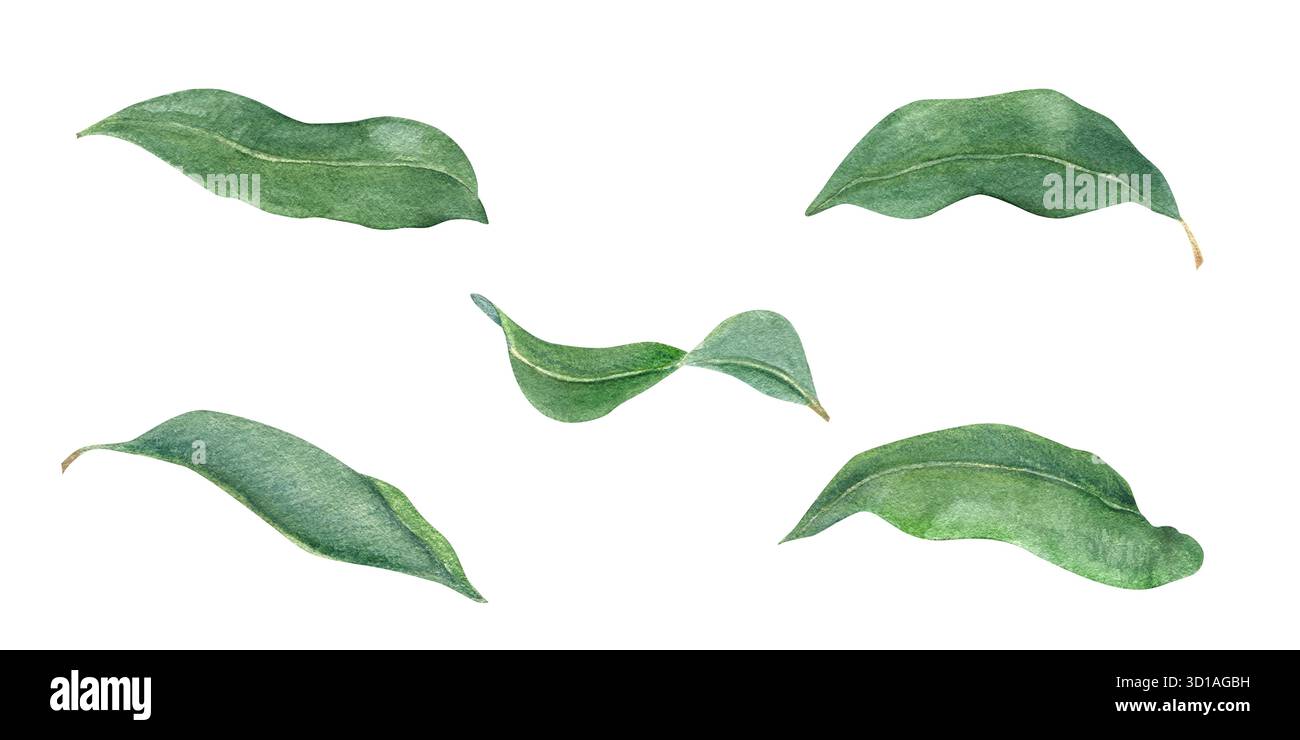 Set di acquerelli di foglie verdi su sfondo isolato. Illustrazione di agrumi aromatici, chiodi di garofano o piante di foglie di alloro. Clip art botanica dipinta a mano Foto Stock