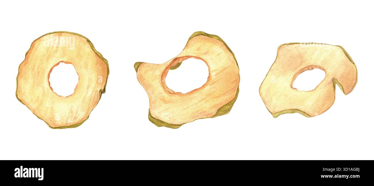 I trucioli di mela secchi creano un'illustrazione ad acquerello su sfondo isolato. Vista dall'alto. Frutta organica naturale sana fette rotonde clip art. Ingrediente Foto Stock