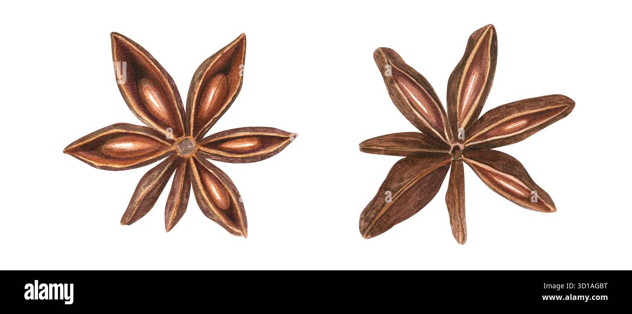 Spezie aromatiche essiccate con semi clip art acquerello su sfondo isolato. Pod anice stellato. Ingrediente da forno Foto Stock