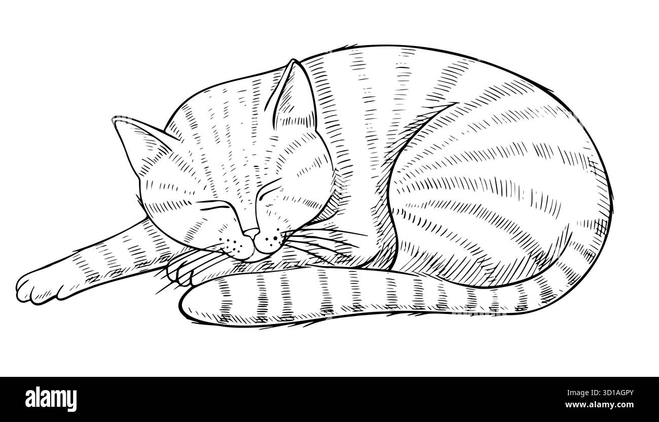 Illustrazione della linea vettoriale di un gatto dormiente in stile incisione. Disegna il disegno di un animale domestico per opere d'arte vintage e un intimo design per la casa. Incisione di animali felini dipinta da inchiostri neri. Illustrazione Vettoriale