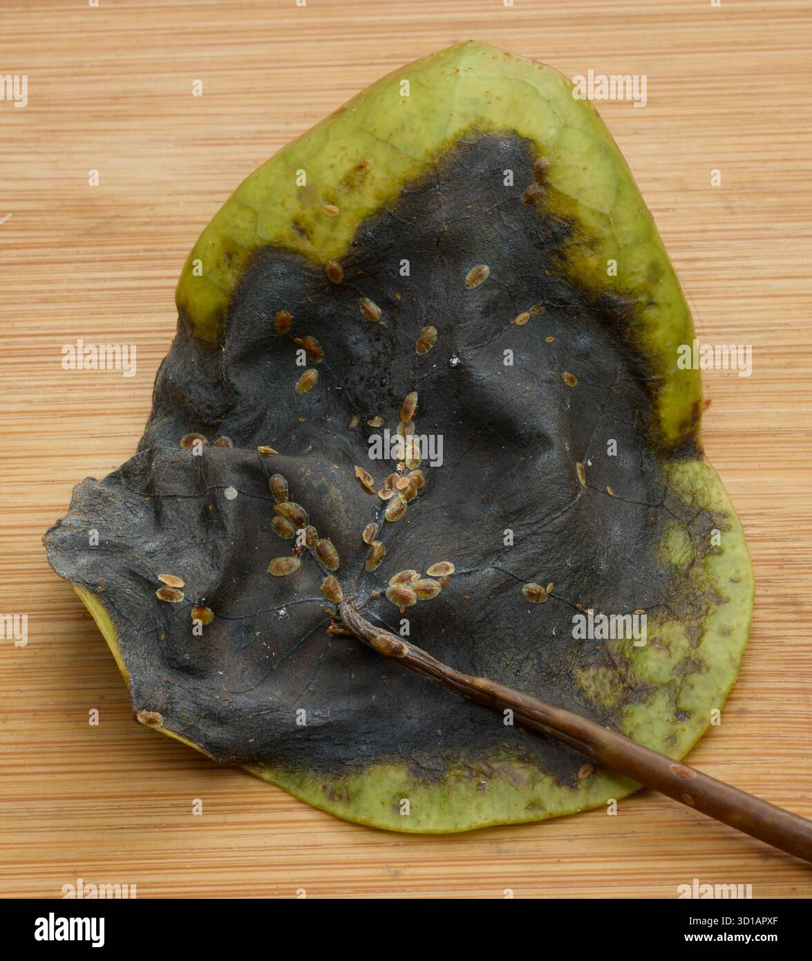 Larve non identificate sul lato inferiore della pianta del denaro cinese malata. (Pilea Peperomioides) Foto Stock