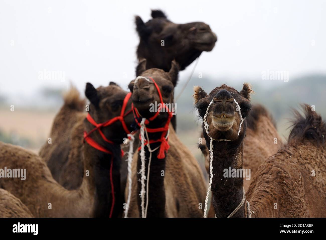 Pushkar nel Rajasthan, India. 27 ottobre 2025. Allevatori indiani di cammelli con il loro bestiame all'annuale fiera dei cammelli di Pushkar. L'evento annuale è una delle più grandi fiere di cammelli e bestiame al mondo. Himanshu Sharma/Alamy Live News Foto Stock