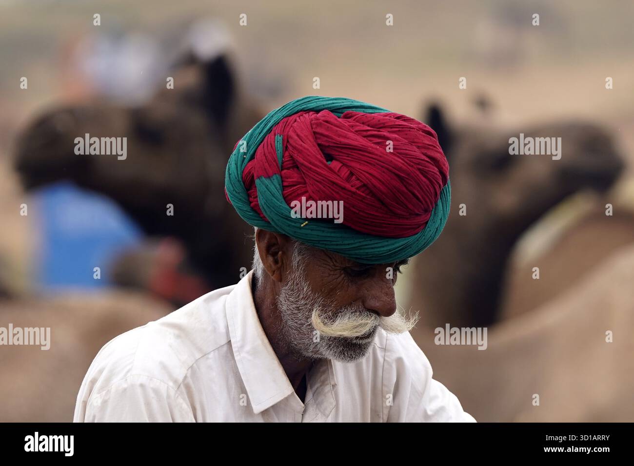 Pushkar nel Rajasthan, India. 27 ottobre 2025. Allevatori indiani di cammelli con il loro bestiame all'annuale fiera dei cammelli di Pushkar. L'evento annuale è una delle più grandi fiere di cammelli e bestiame al mondo. Himanshu Sharma/Alamy Live News Foto Stock