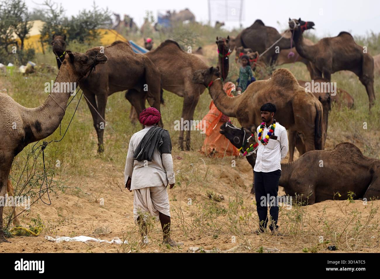 Pushkar nel Rajasthan, India. 27 ottobre 2025. Allevatori indiani di cammelli con il loro bestiame all'annuale fiera dei cammelli di Pushkar. L'evento annuale è una delle più grandi fiere di cammelli e bestiame al mondo. Himanshu Sharma/Alamy Live News Foto Stock