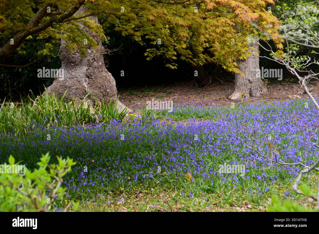 Wild Native Bluebells (Hyacinthoides non-scripta) in the Woods Under the Trees a Exbury Gardens, New Forest, Hampshire, Inghilterra, Regno Unito Foto Stock