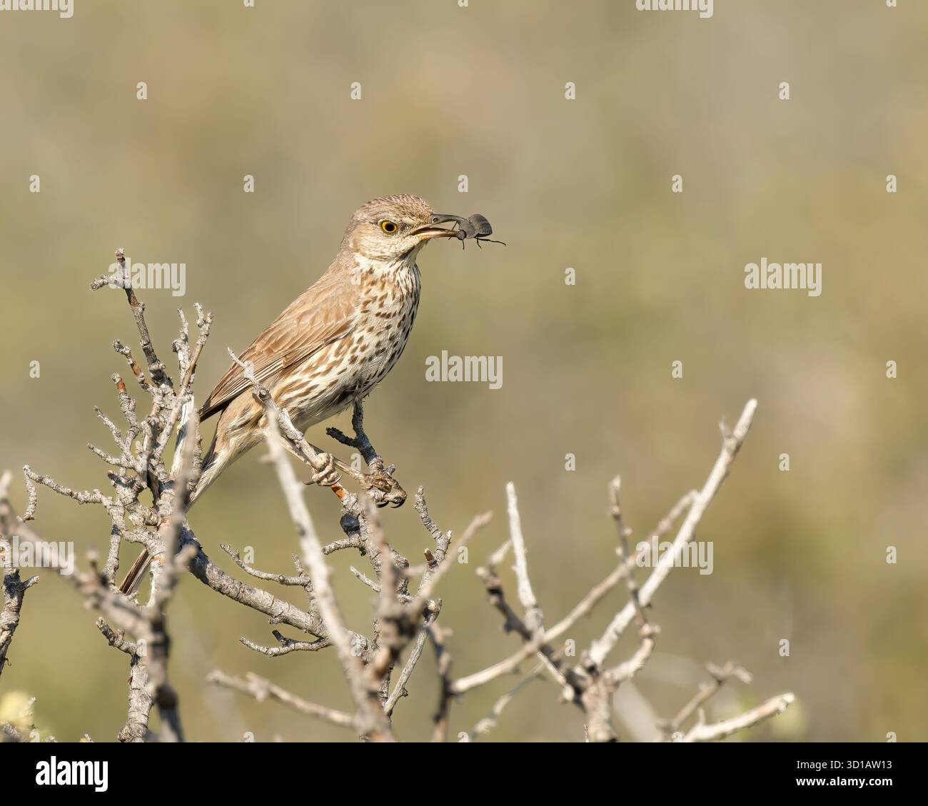 Un Brown Thrasher tiene un coleottero nel becco. Foto Stock