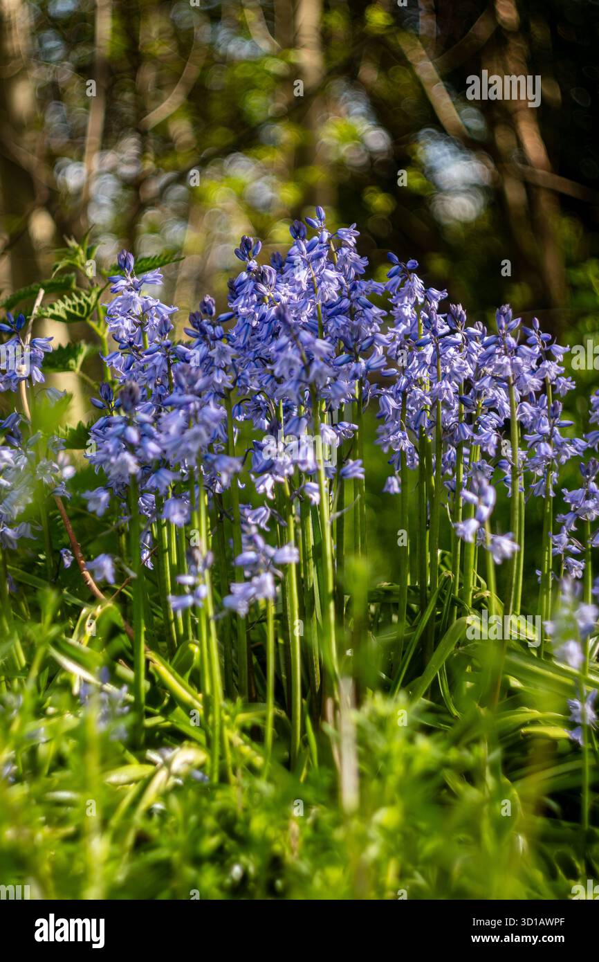 Campanelli nel dappato Woodland Light Foto Stock