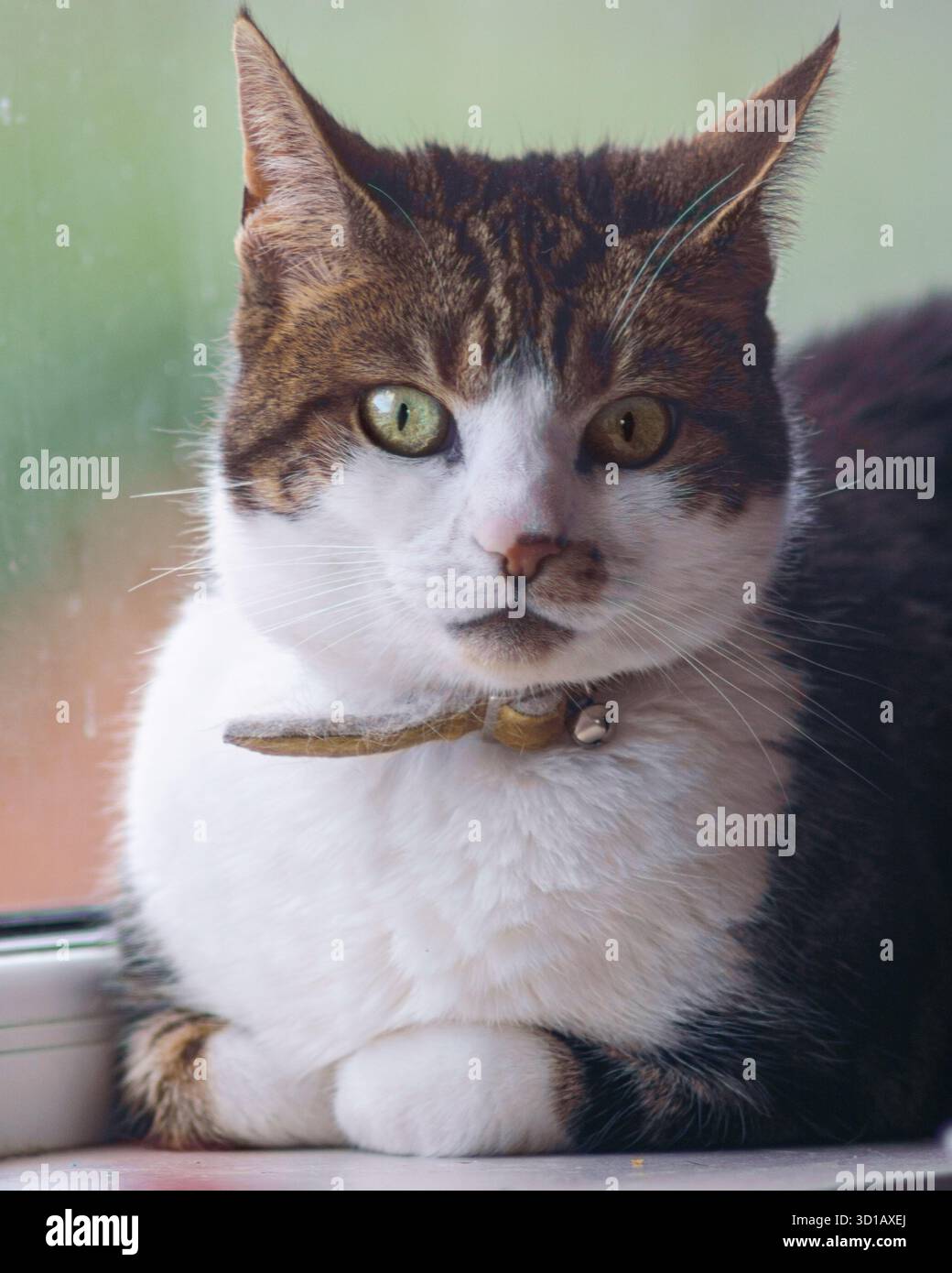 Pausa gatto con gli occhi verdi vicino alla finestra Foto Stock