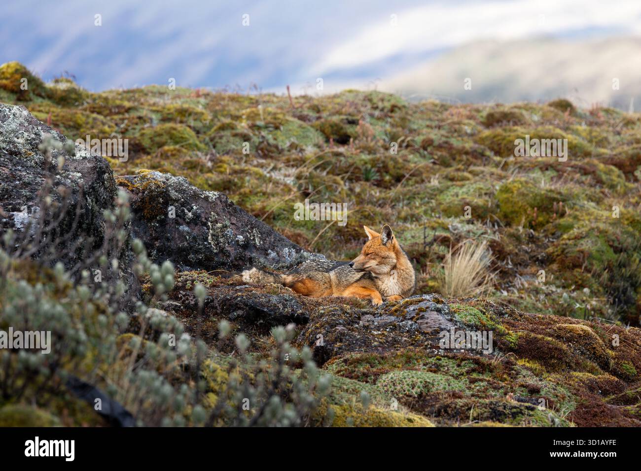 La volpe Culpeo si tova mentre riposa su rocce muschiate nel Páramo del Parco Nazionale Cayambe-Coca, Ecuador. Foto Stock