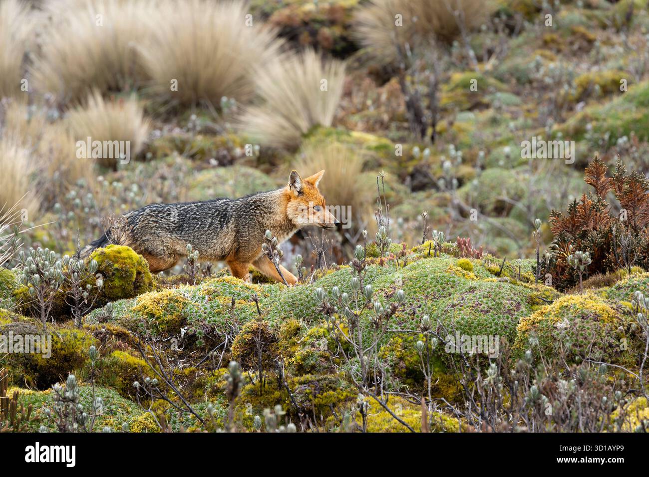 Volpe andina che cammina attraverso la vegetazione muschiosa delle Páramo nelle alte Ande vicino a Papallacta, Ecuador. Foto Stock