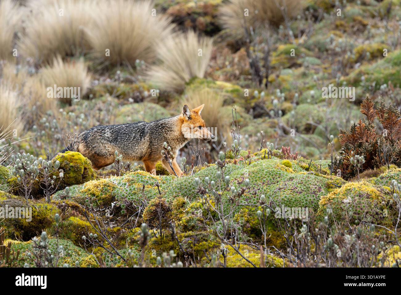 Volpe andina che cammina attraverso la vegetazione muschiosa delle Páramo nelle alte Ande vicino a Papallacta, Ecuador. Foto Stock
