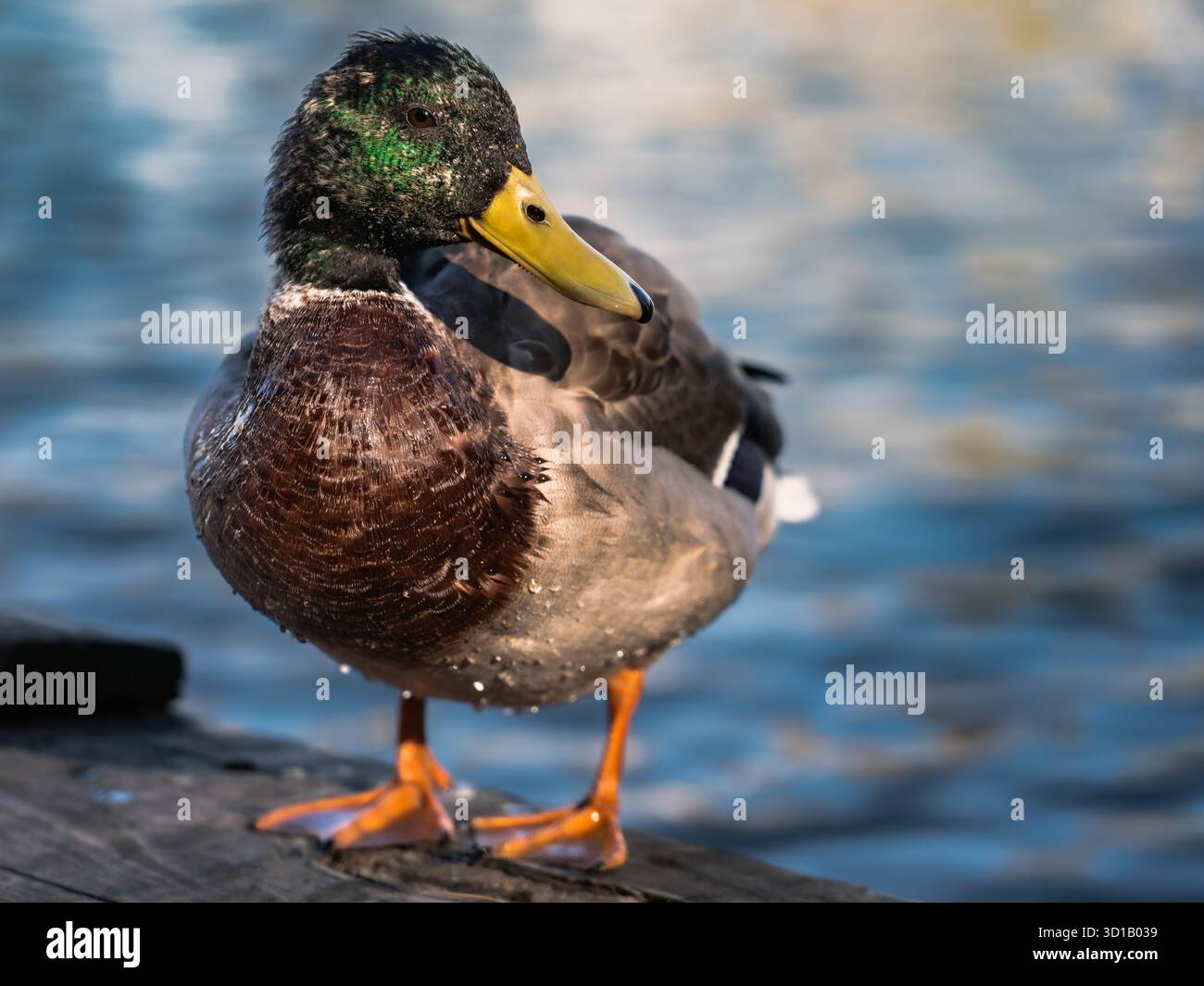 Un'anatra è in piedi su un molo nell'acqua. L'anatra è bagnata e ha un becco verde Foto Stock