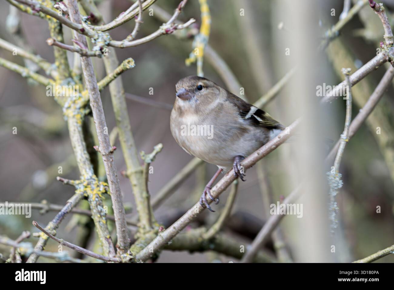 Finch arroccato tra i Twig ricoperti di Lichen Foto Stock