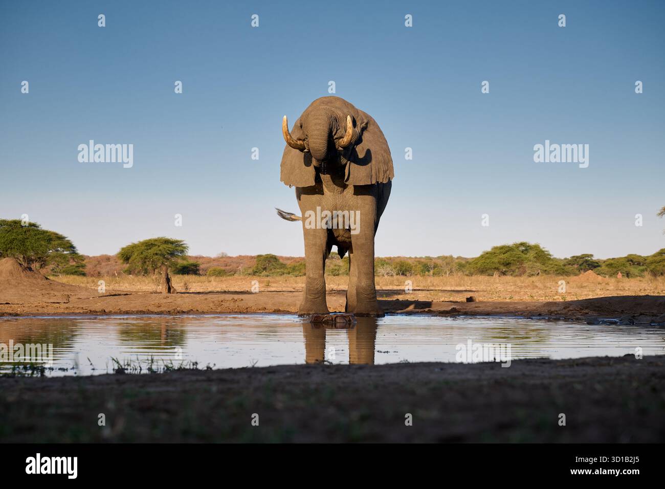 Elefante cespuglio africano maschio (Loxodonta africana) a Waterhole, Senyati Safari Camp, Botswana Africa Foto Stock
