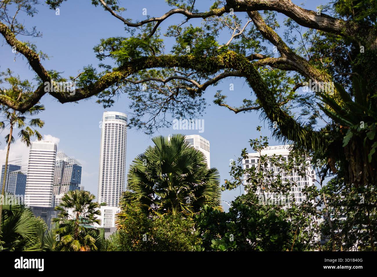 La vista dei grattacieli torreggianti si innalza oltre un baldacchino di alberi lussureggianti, contrastando l'architettura moderna con la bellezza organica della natura, Singapore, Singapore. Foto Stock