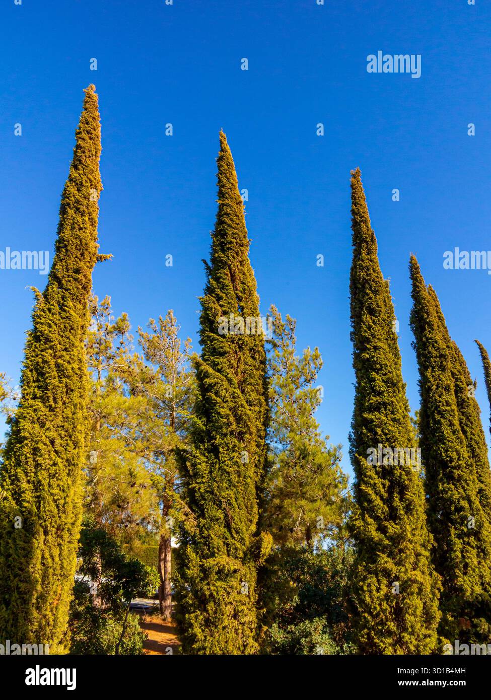 Cupressus sempervirens o cipresso mediterraneo, una specie di cipresso sempreverde di conifere originaria della regione del Mediterraneo orientale e dell'Iran. Foto Stock