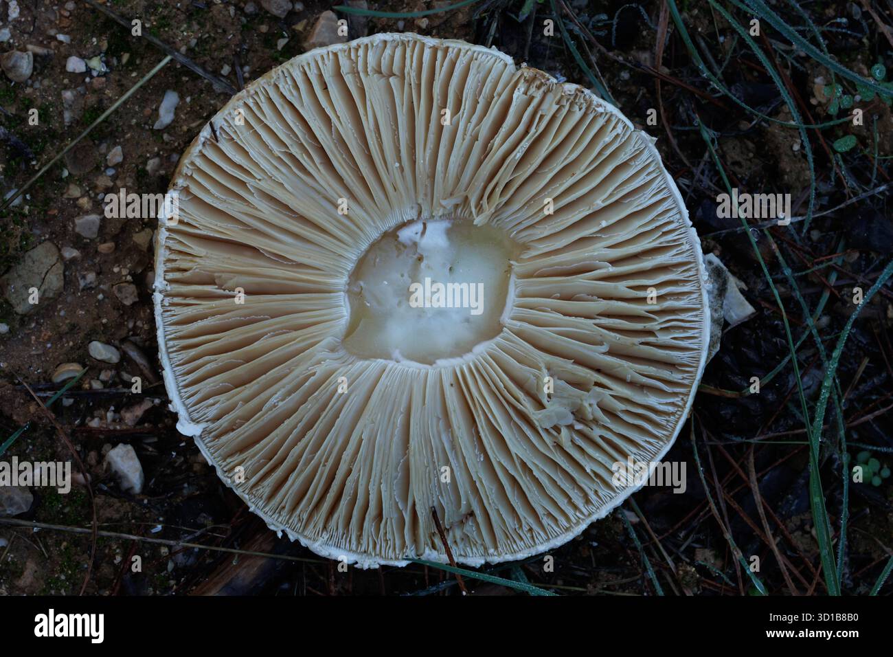 Fungo bianco tra la lettiera, forse Amanita vaginata, dopo le piogge autunnali ad Alcoy, Spagna Foto Stock