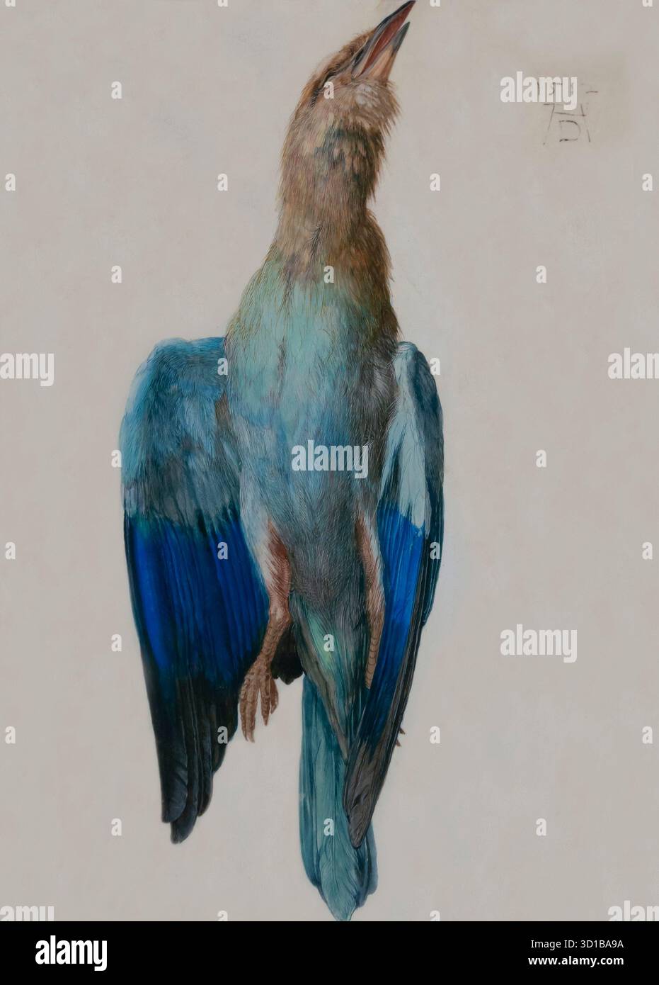 Rullo blu morto, Albrecht Durer, 1500 circa, Museo Albertina, Vienna, Austria Foto Stock