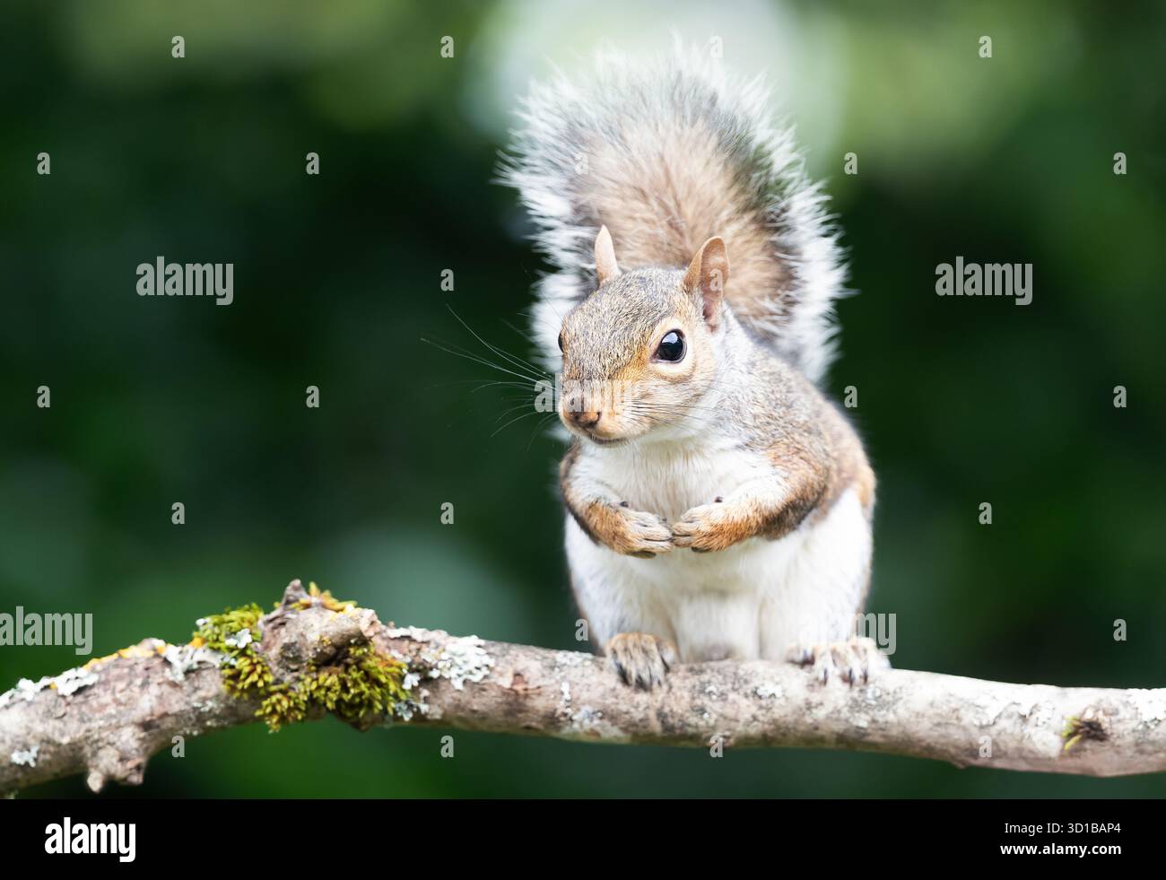 Primo piano di un giovane e curioso scoiattolo grigio in piedi su un ramo d'albero, Regno Unito. Foto Stock
