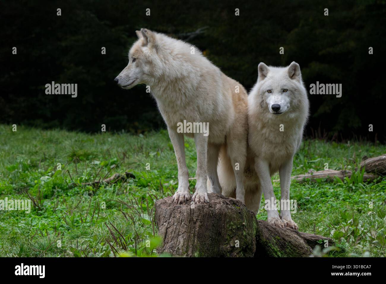 Due lupi artici / lupi bianchi (Canis lupus arctos), specie di lupi originari della tundra artica del Canada Foto Stock