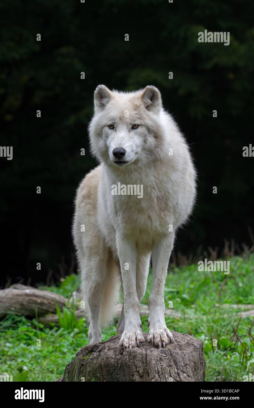 Lupo artico / lupo bianco / lupo polare (Canis lupus arctos) nello zoo, nativo della tundra dell'Alto Artico del Canada Foto Stock