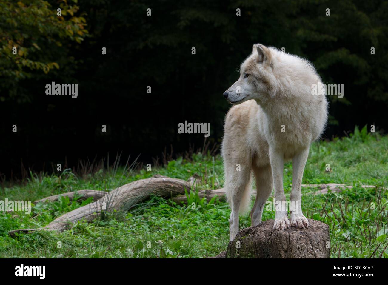 Lupo artico / lupo bianco / lupo polare (Canis lupus arctos) nello zoo, nativo della tundra dell'Alto Artico del Canada Foto Stock
