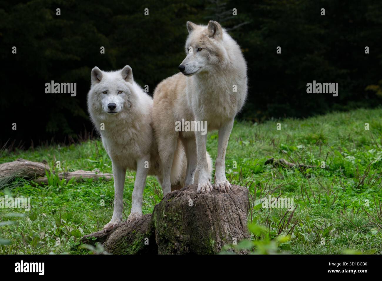 Due lupi artici / lupi bianchi / lupi polari (Canis lupus arctos) nello zoo, specie di lupi originari della tundra artica del Canada Foto Stock