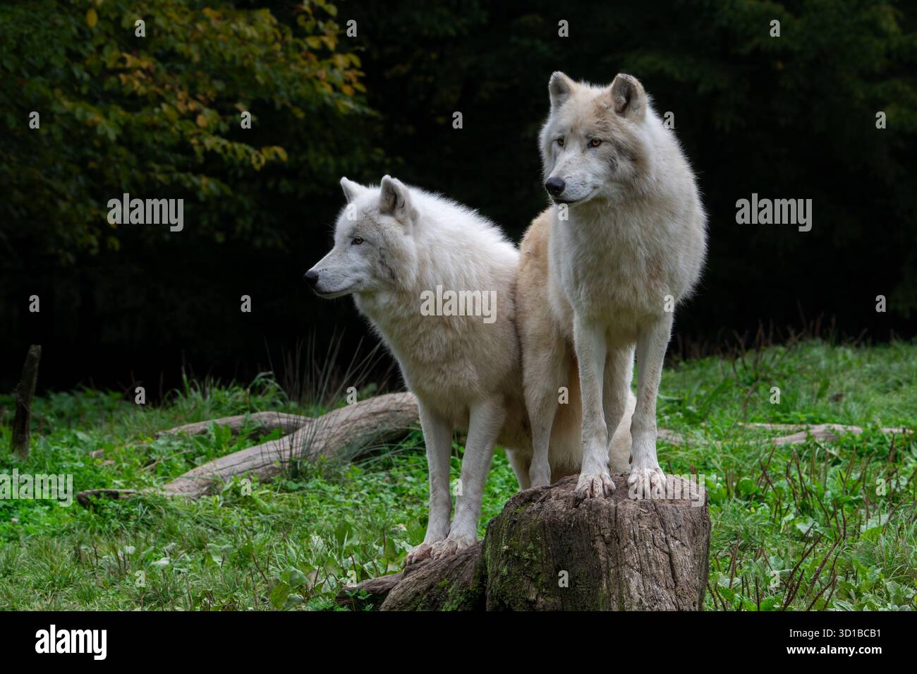 Due lupi artici / lupi bianchi / lupi polari (Canis lupus arctos) nello zoo, specie di lupi originari della tundra artica del Canada Foto Stock