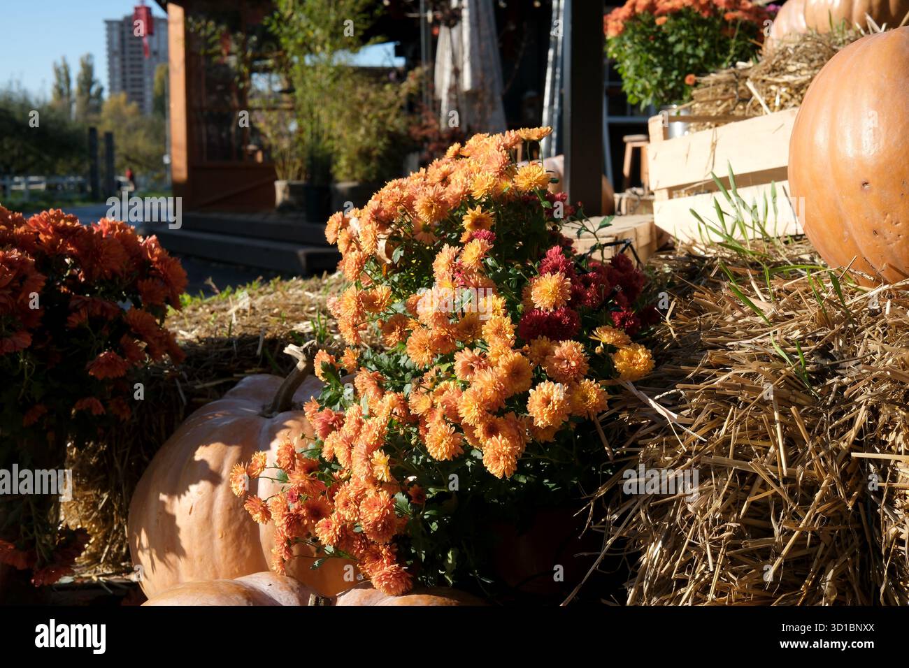 Fiori colorati si distinguono tra zucche e balle di fieno in una giornata di sole autunno. Foto Stock