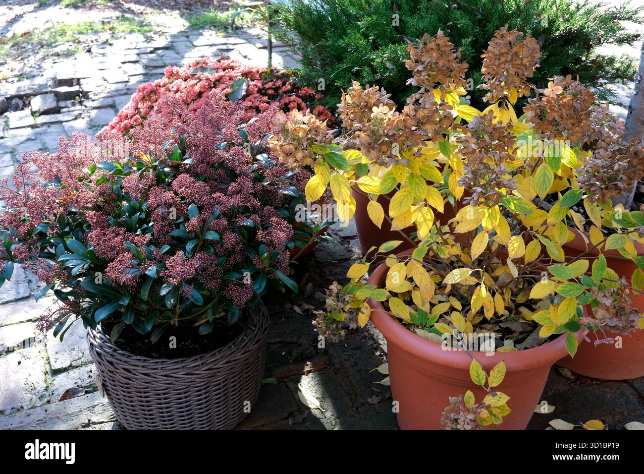 Piante colorate in pentole mostrano il fascino dell'autunno in un tranquillo giardino. Foto Stock