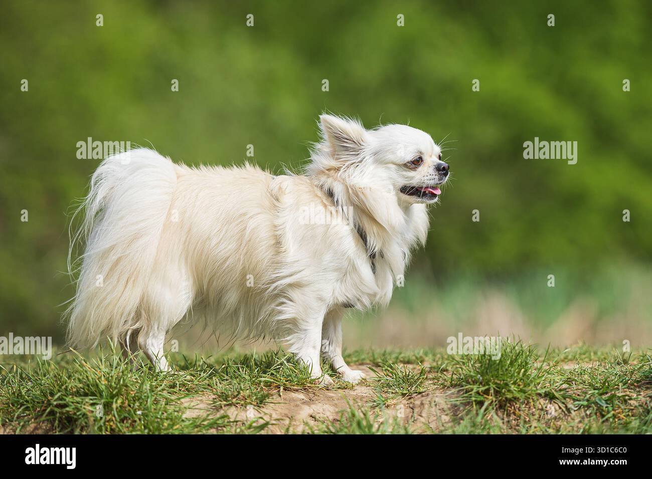Il Papillon (con orecchie a farfalla) Foto Stock
