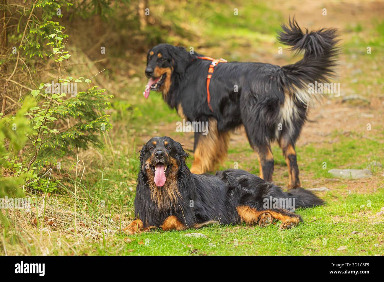 Il cane Hovie nero e dorato hovawart due in arrivo Foto Stock