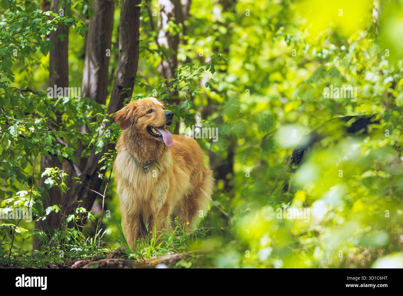 l'hovawart d'oro maschile è nei fitti boschi Foto Stock