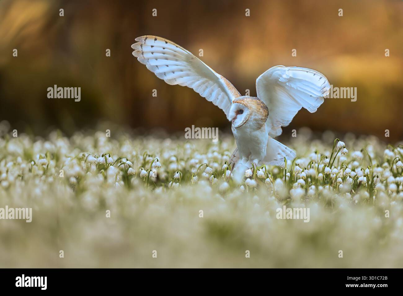 Civetta di stalla (Tyto alba) che sbatte le ali in campane di neve Foto Stock