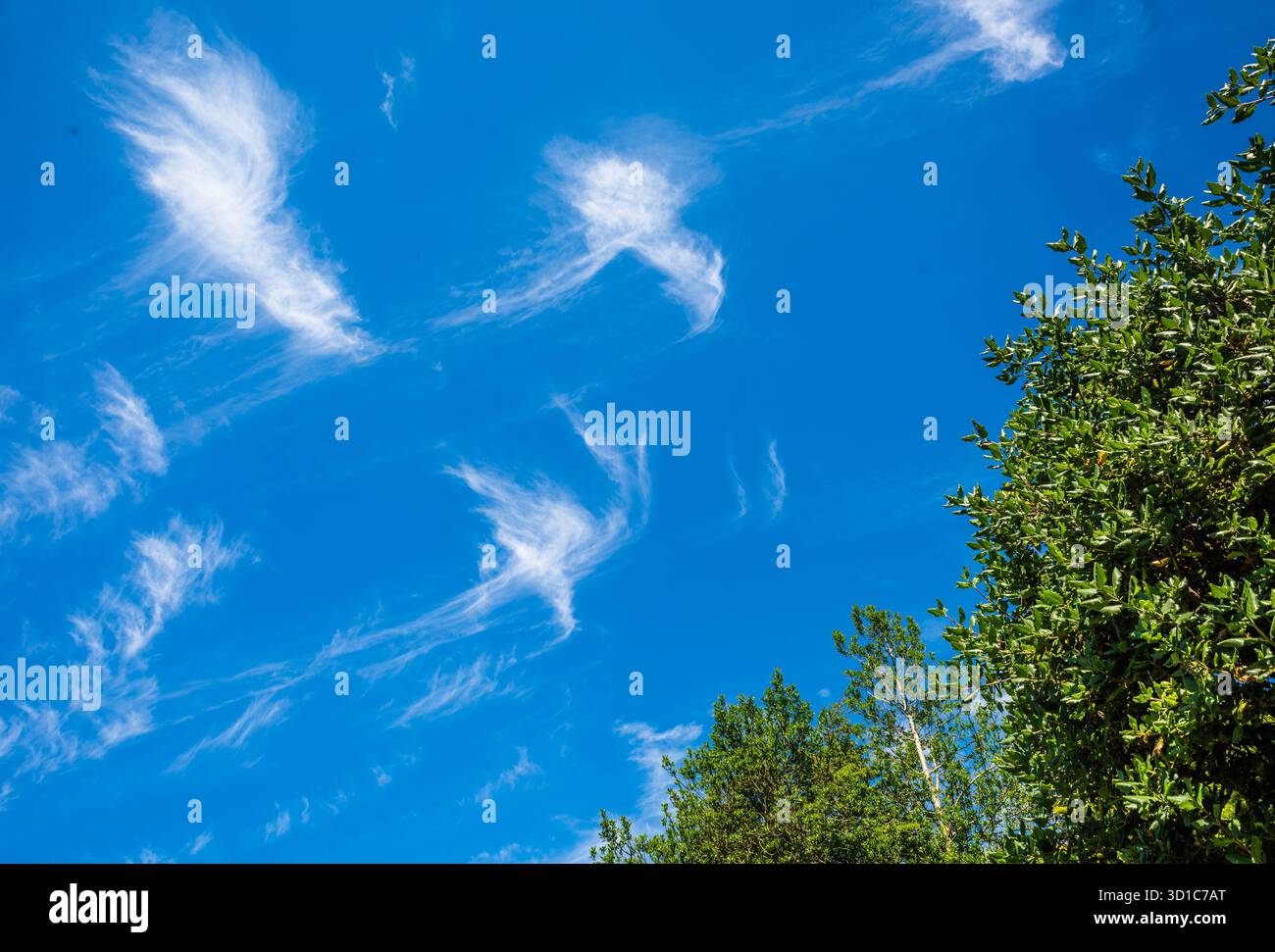 Devon Cirrus Skies. Foto Stock