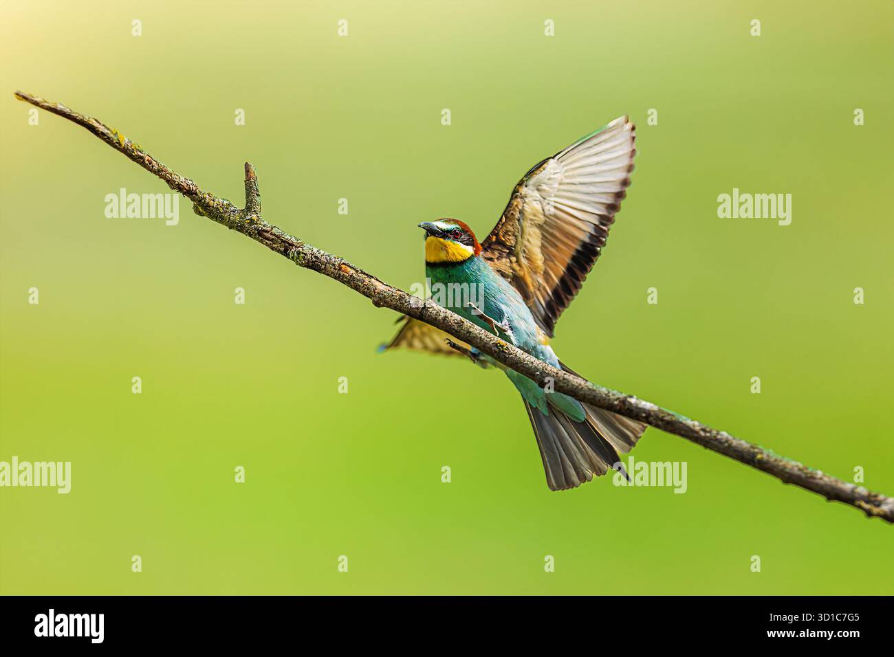 L'apicoltore europeo (Merops apiaster) si siede su un bastone Foto Stock