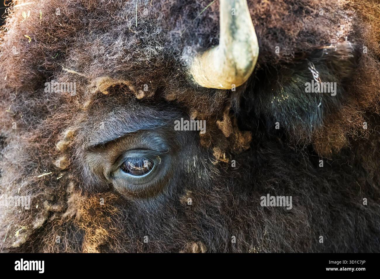 Il bisonte americano (Bison bison; PL.: bison), chiamato anche bufalo americano o semplicemente bufalo (da non confondere con il vero bufalo), è una specie Foto Stock